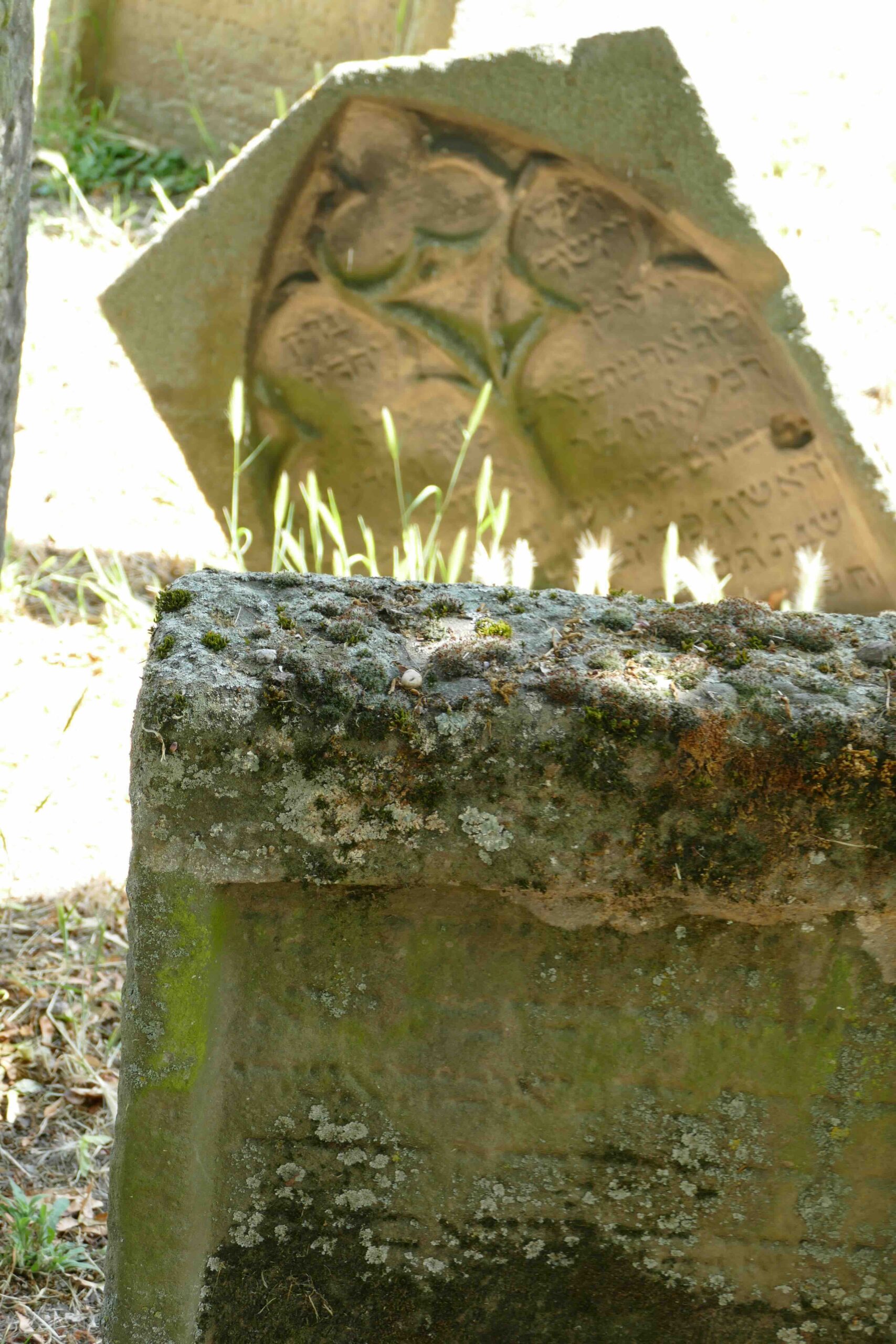 Grabstein mit hebräischer Inschrift und Gras